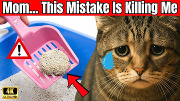 BIGGEST Litter Box Mistakes 99% Cat  Owners Make Everyday!