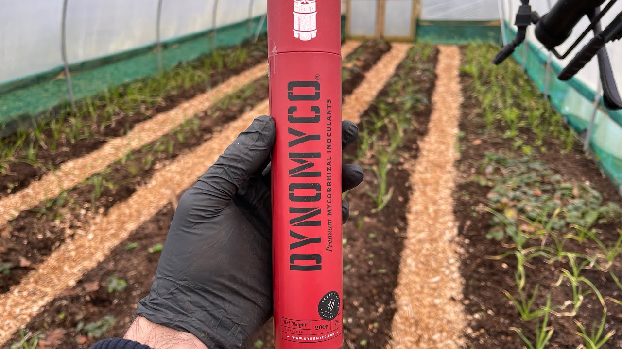 Polytunnel Update | Inoculating  Strawberry Plants with DYNOMYCO Mycorrhizal Inoculant 🍓🍄🧨