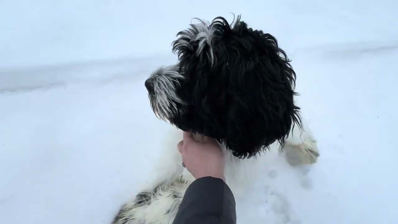 Уэллер отправляется на прогулку без поводка с Олив! 14.01.2026