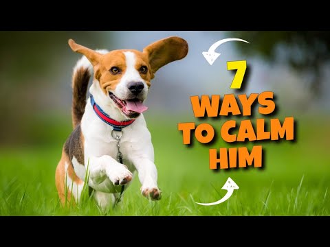 7 Methods for Calming a Fidgety Dog [Complete Guide]