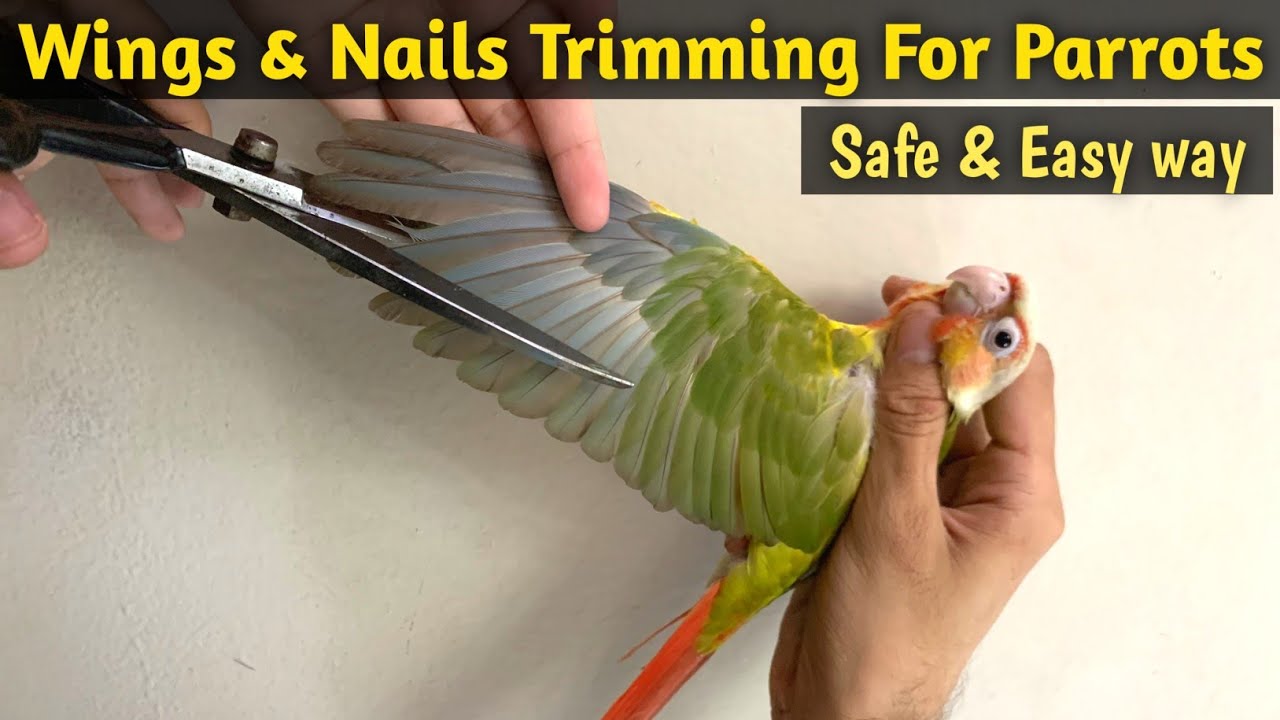 Photo inspiration: Fresh Look at How To Trim Your Bird Feathers Nails Perfectly