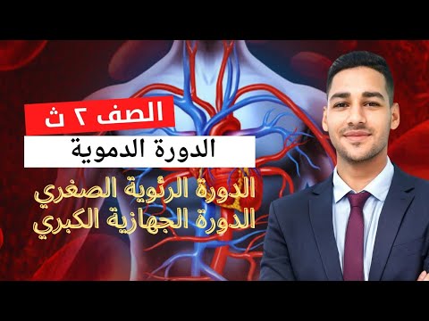 اسهل طريقه لفهم الدورة الدموية الصغري والدورة الدموية الكبري الصف الثاني الثانوي احياء 2025
