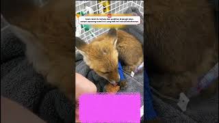 sepasang kekasih si penyelamat anak rubah #shortvideo #shorts