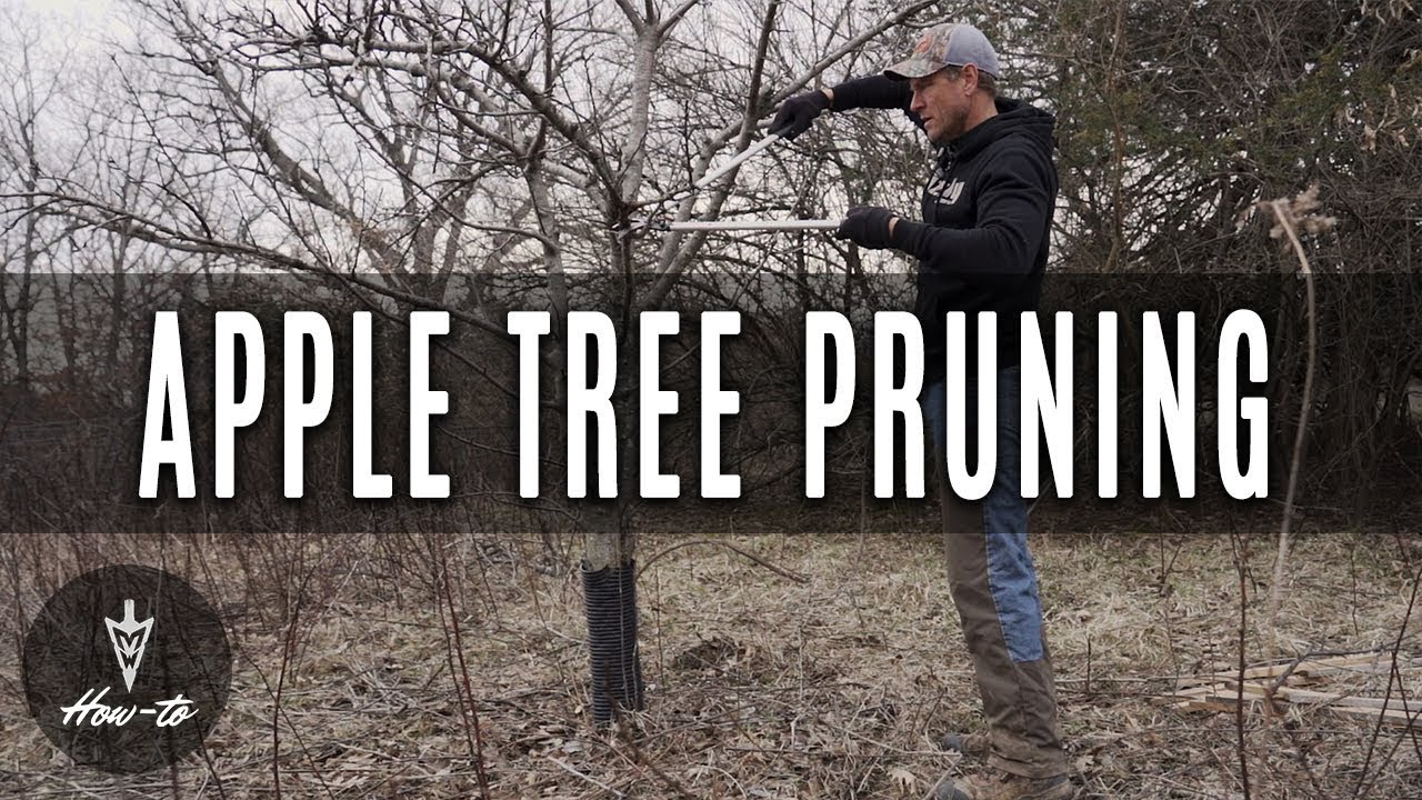How To Prune An Apple Tree In Alberta
