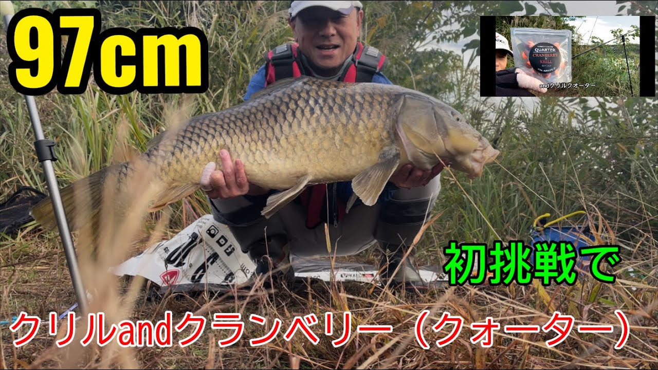 MDカープ113／11月最初のSY3はユーロカープさんの【クォーター/クランベリーandクリル】の初挑戦で97cmくんが来てくれ自己記録更新🆙笑【鯉釣り】【カープフィッシング】【マッドドラゴン】