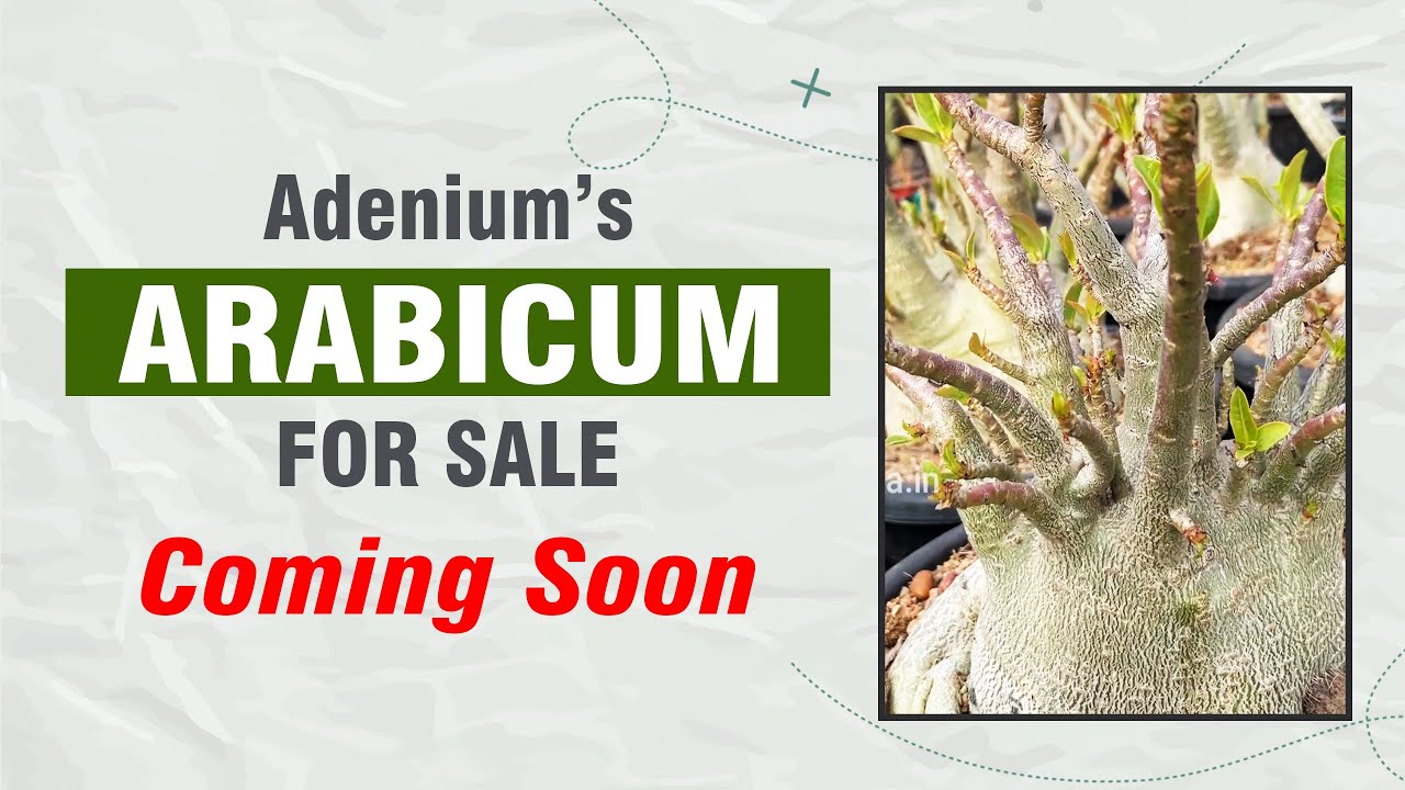 Арабика в продаже | Скоро будет распродажа | Много семенных коробочек