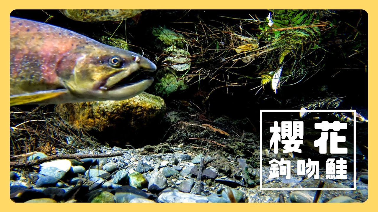 櫻花鈎吻鮭 求真百科 櫻花鈎吻鮭 求真百科