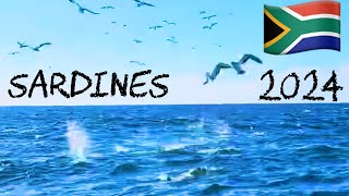 Sardine Run South Africa 2024  #sardine #fishing #southafrica #elections2024