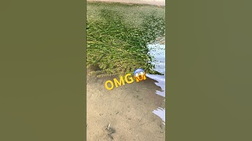 Cây thuỷ sinh rong đuôi chó #wildbetta #caythuysinh