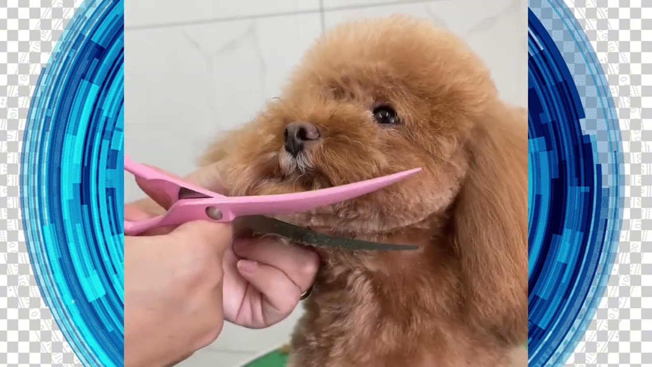 Маленькой собачке делают стрижку!