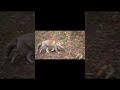 朝霧の森から現れた森の妖精