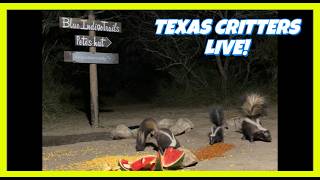 BlueIndigoTrails TEXAS CRITTERS LIVE