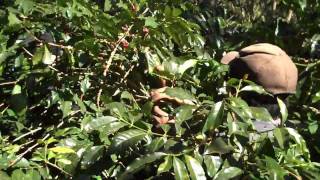 Guatemala Ayarza Finca Santa Sofia coffee picking January 2010