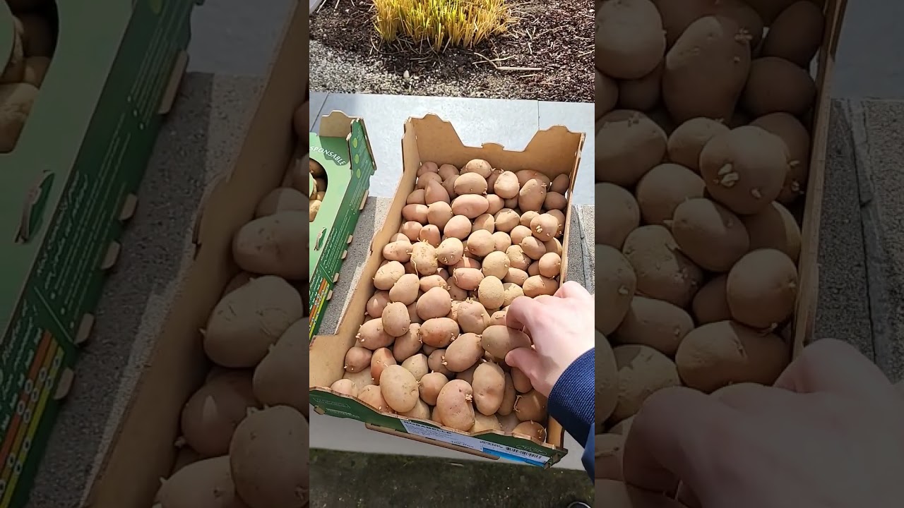 Achetez vos pommes de terre à faire germer 