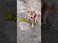 柴犬レオくん介護始まる? #柴犬 #柴犬さん #柴犬レオ #柴犬大好き