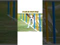 A Cute Smart Dog Thumbs Up Dog Cutedog Smartdog Dogskills Funny Cute Pets Petsrule A Cute Smart Dog Thumbs Up Dog Cutedog Smartdog Dogskills Funny Cute Pets Petsrule