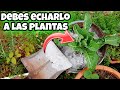 CENIZA!! El mayor TESORO Para tus PLANTAS | Usos de la ceniza en el huerto urbano y jardin