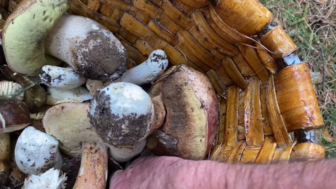 BOLETUS EDULIS EN MADRID