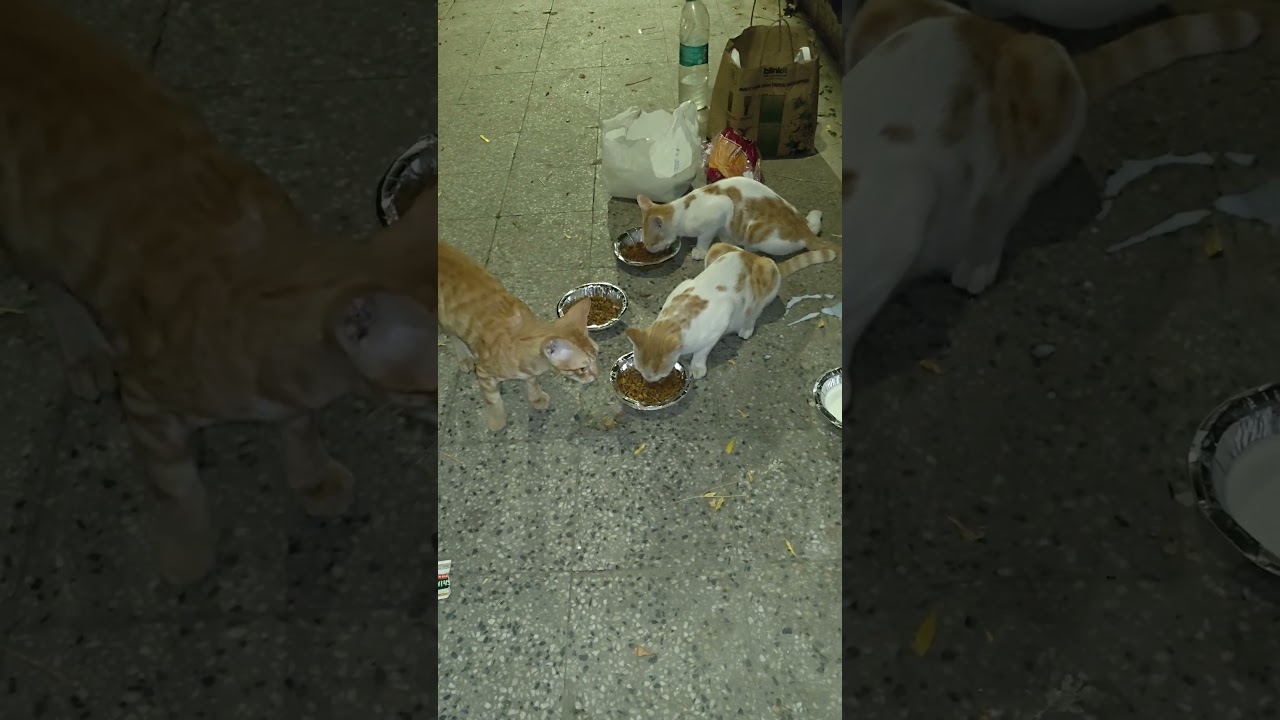 daily feeding strays 