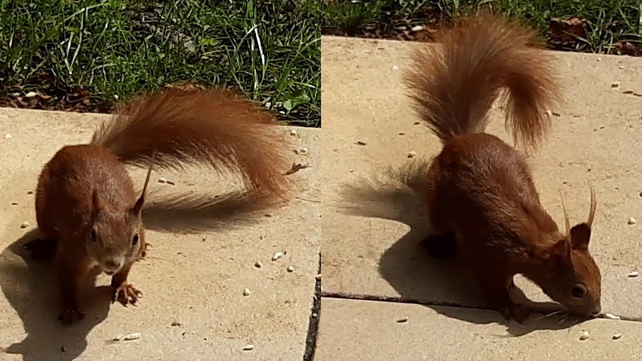 squirrel feeding frenzy