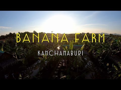 ถ่ายไปเรื่อย l บานาน่า ฟาร์ม (Banana Farm) แลนด์มาร์คใหม่ของกาญจนบุรี คาเฟ่กลางดงกล้วย