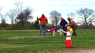 ShiFae Legacy - Lure Coursing Borzoi