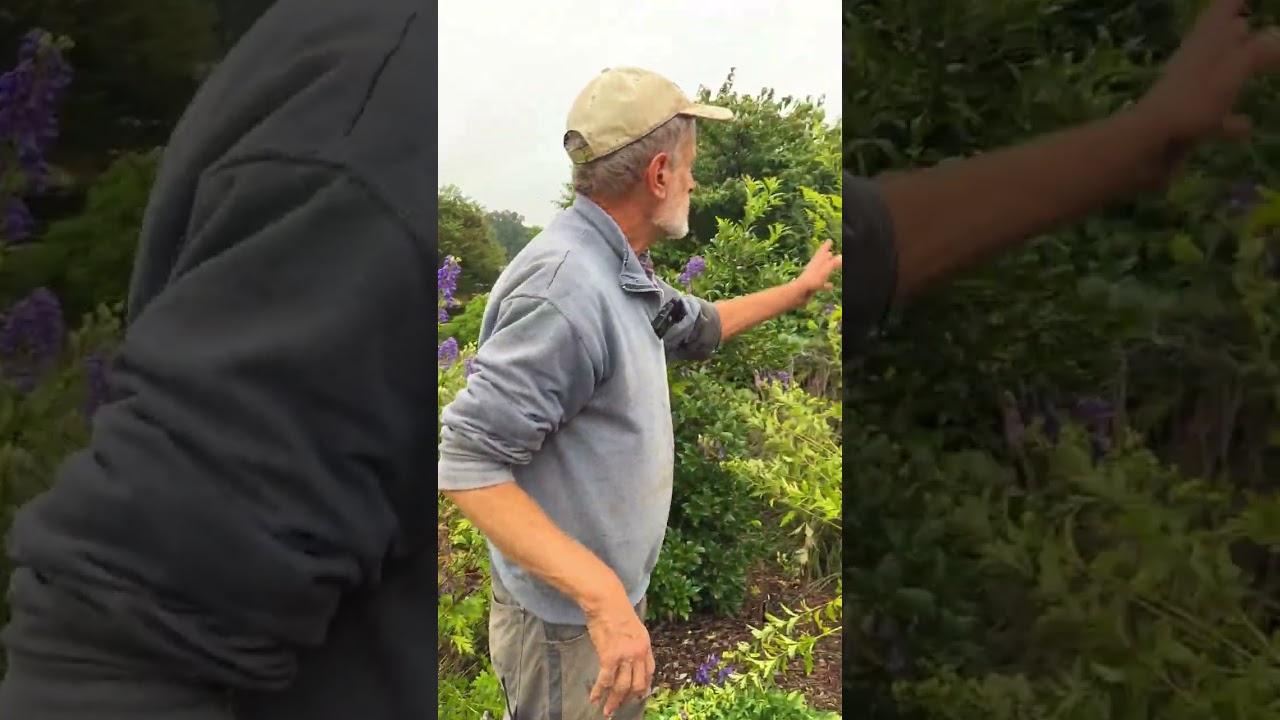 Aconitum superbum «Kupres» и Solidago mexicana «Endless Stares».