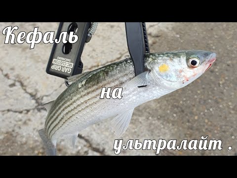 Снасть на кефаль с берега черное море