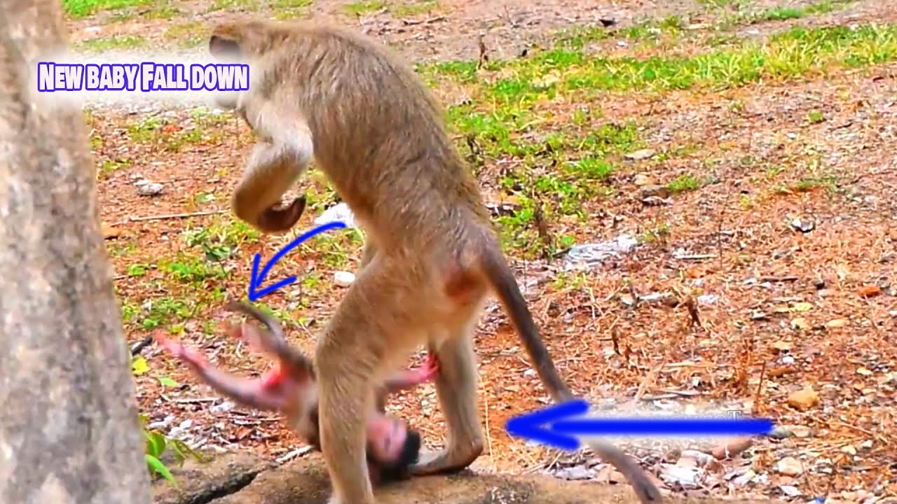Emotional moment! New baby monkey f.e-ll down on the cement while mummy monkey  carelessly carrying