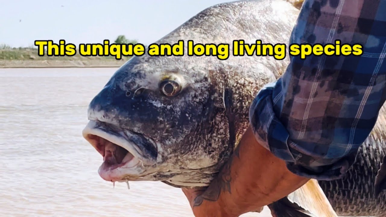 TARGET SPECIES GIANT BLACK DRUM YouTube