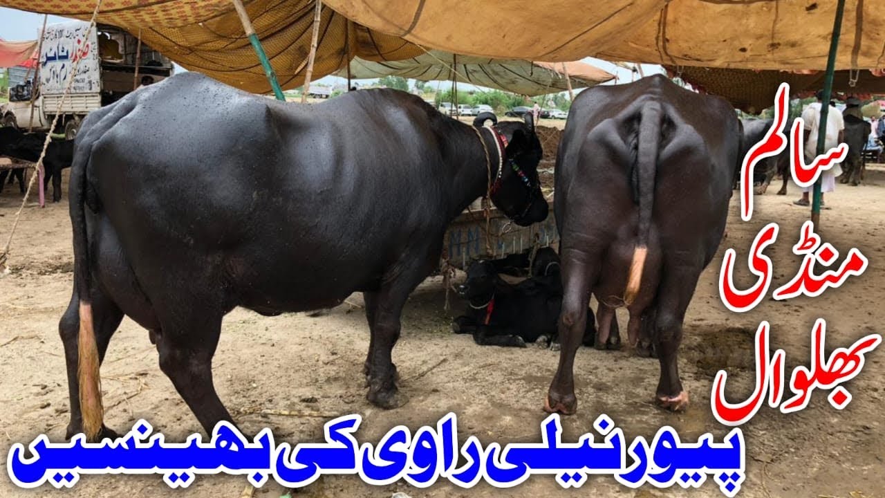 Pure Neli Ravi Buffalo’s Fresh Rates Salam Mandi Bhalwal review !Ali Best 