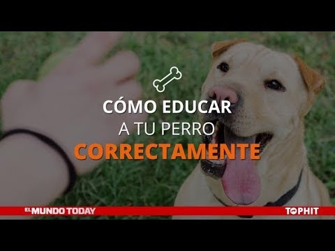 Cómo educar a