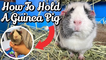 How To PROPERLY Pick Up/Hold A Guinea Pig [Easy]!
