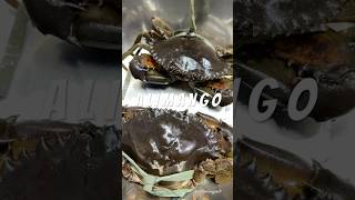 ALIMANGONG BAYUGIN 🦀 #seafood #bulacan #pampanga #youtubeshorts #fyp #crab #food