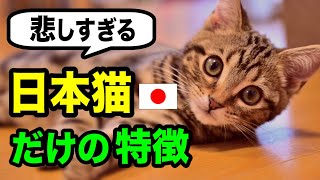 【日本猫の魅力】世界が驚く日本猫だけが持つ魅力を獣医師が解説します
