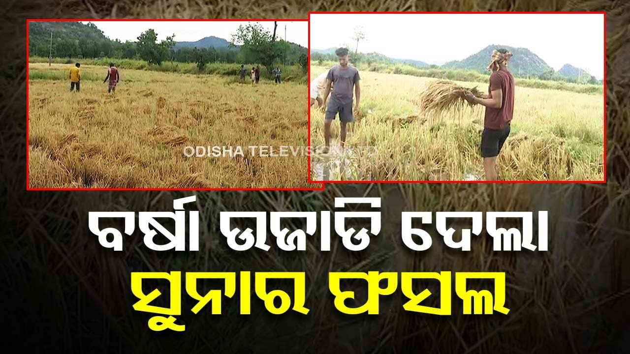Rain destroys acres of standing crops in Odisha’s Malkangiri - YouTube