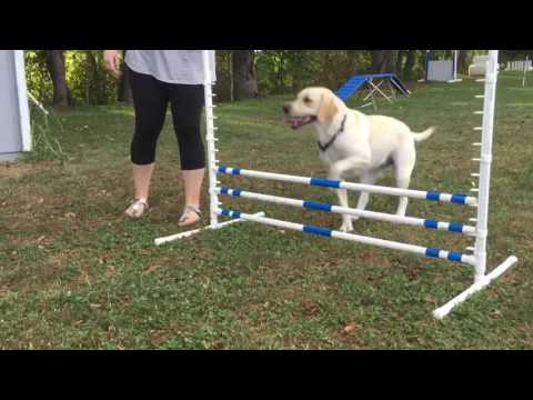 beginner-dogs-agility-training-clips
