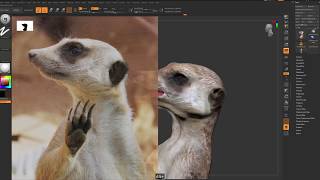 Meerkat - Using PolyPaint in Zbrush 2020 and 3ds Max/V-Ray/Ornatrix for Texturing Hair - Part 05