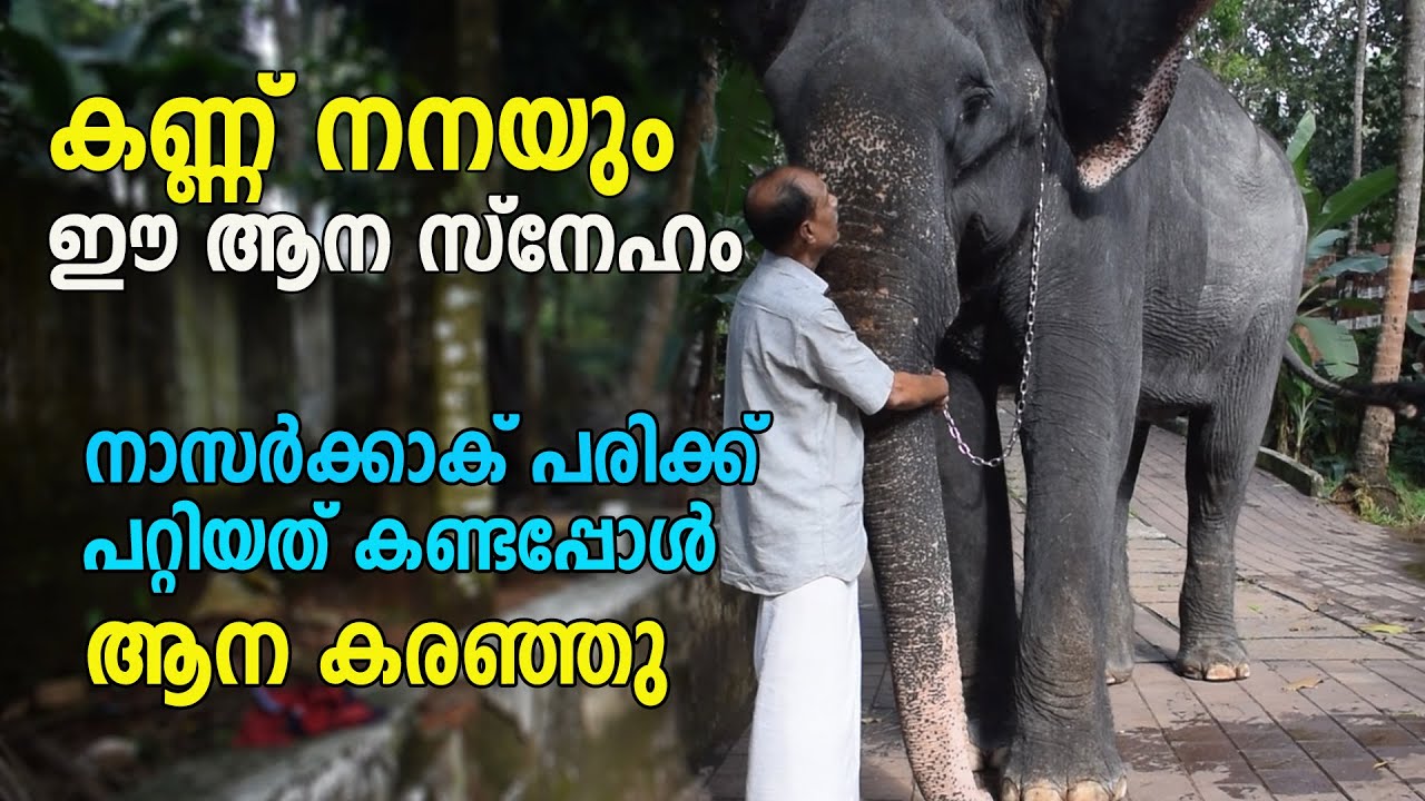 ഇങ്ങനെ ഒരു ആനയുടെ സ്നേഹം നിങ്ങൾ കണ്ടിട്ടുണ്ടാവില്ല || KOLAKKADAN MINI || KERALA ELEPHANT 🐘