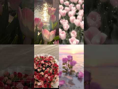 اناشيد دينيه بشراكي اليوم يا عمري