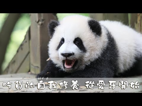 《熊貓主題趴》吃貨的自我修養 從愛牙開始 | iPanda熊貓頻道