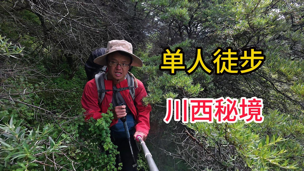 （十四）徒步川西山脊误入原始森林深处几近崩溃Hiking along the ridges of western Sichuan, entering the depths of the  forest