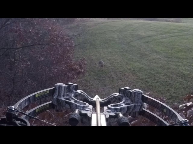 Barnett Whitetail pro str Large white tail buck class=