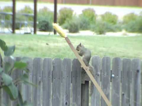 Squirrel Feeder Or Squirrel Twirler Youtube