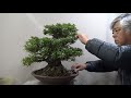 Azalea Bonsai. Cut and trim ,making the light come from above to down.盆栽　小漏れ日を表現