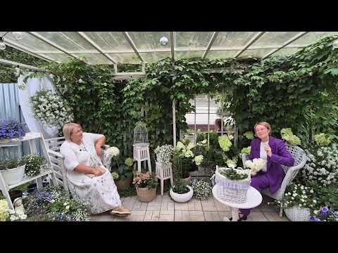 HYDRANGEA GARDEN. PRUNING AND AUTUMN FERTILIZING. PART 2.
