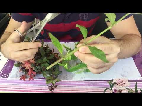 Video: Akvariumdakı bitki. Canlı və süni yosunlar