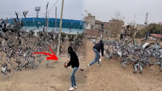 Aaj road se Fancy pigeon paker liya 😳😳 || how to catch pigeons ||