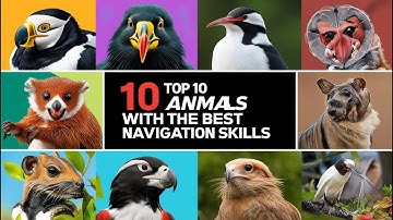 Top 10 Animals With The Best Navigation Skills