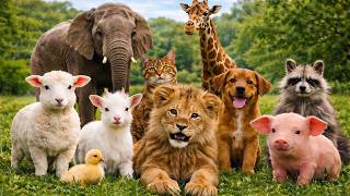 Learn Animal Sounds for Kids! 🐪🦛🐘🦒🐆🐒🦓🐑🦮🐄🐈‍⬛